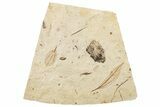 Two Oligocene Fossil Leaves (Cinnamomum) - France #254318-1